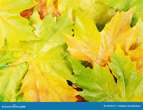 Autumn Sycamore Leaves Stock Image - Image: 6978141