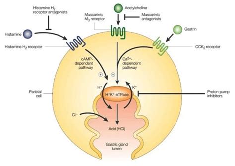 Mechanism of action of Histamine Receptor Antagonists (H2RAs) and ...