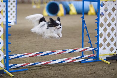 L’Agility - Minichihuahua.fr