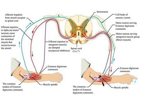 Reflexes - Physiopedia