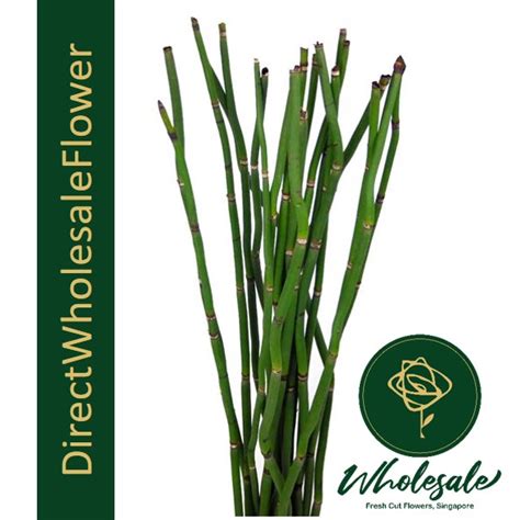 SNAKE GRASS - Flower Wholesale in Singapore