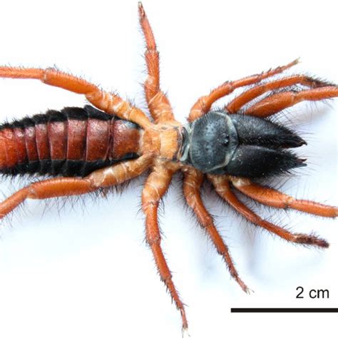 (PDF) A new genus and species record from Turkey: Rhagoderma tricolor ...