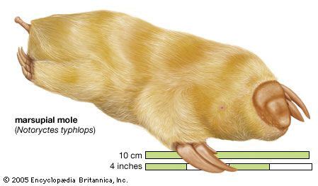 Marsupial mole | burrowing, desert, Australian | Britannica