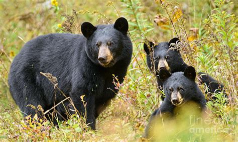 Mama Black Bear And Cubs Meadow Play Photograph by Timothy Flanigan