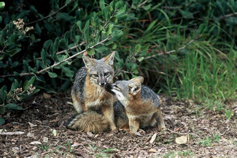 Island Fox Endangered No More - The Santa Barbara Independent