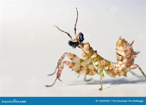 Spiny Flower Mantis stock photo. Image of eyes, close - 14652338