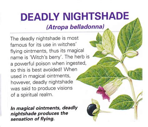 Magical herb Deadly nightshade | Herbs, Magic herbs, Magickal herbs