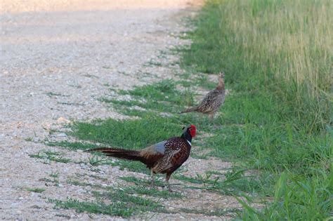 Five Pheasant Hunting Tips For Beginners