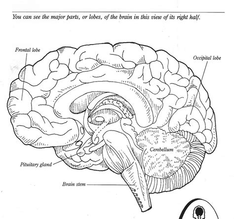 Label The Brain Worksheet