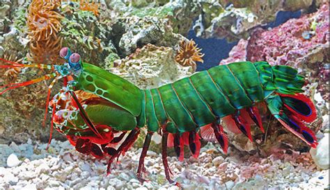 The Mantis Shrimp Is the Ocean's Coolest Predator | The Inertia