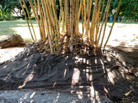 Portland bamboo root pruning | Bamboo and Beyond Landscaping