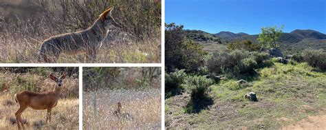 Mission Trails Regional Park Foundation Receives $2M Grant to Acquire ...