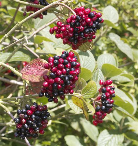 Wild Viburnum Berries | Naturally