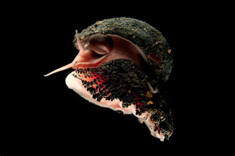 lifewatch | The Invertebrate Collections