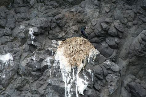 Alaska Cruise 2007: Pelagic cormorants - YourAlaskaCruise.com