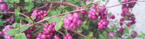 Coralberry - Garden Style San Antonio