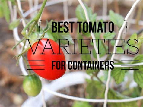 Best Patio Tomato Varieties - Gardening Channel