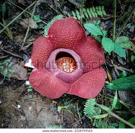 232 Rafflesia Is The Largest Flower In The World Images, Stock Photos ...