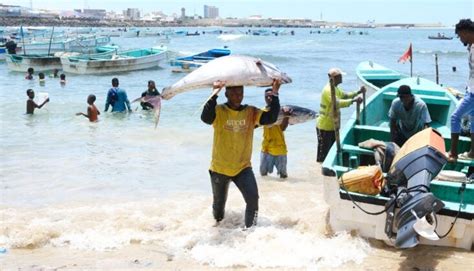 Somalia: New fishing bill raises fear of lost livelihoods, return of ...