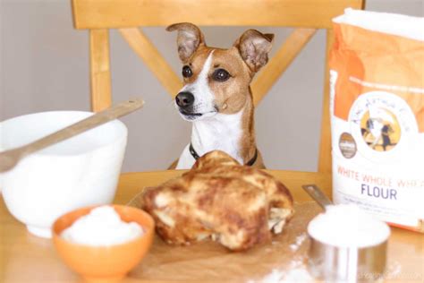 4-Ingredient Chicken and Biscuits Homemade Dog Treats - Two Healthy ...