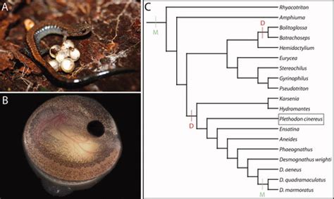 Embryonic Staging Table for a Direct‐Developing Salamander, Plethodon cinereus (Plethodontidae ...