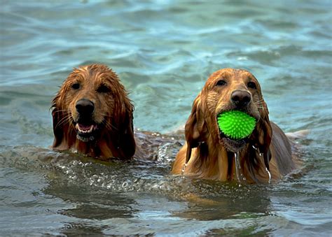 Free Images : beach, water, nature, outdoor, sand, play, wet, puppy, animal, canine, summer ...