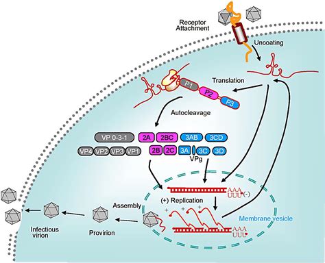 Vaccines for Virus from Picornaviridae Family - Creative Biolabs