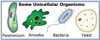 SOL LS.3 Cellular Organization