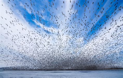 A million snow geese stop over at wildlife refuge en route to wintering ...