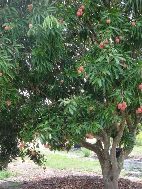 How To Plant A Lychee Tree From Seed : Lychee seed germination needs a warm growing lychees from ...