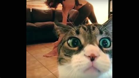 Bad Cats Video Compilation 2017 🐾 - YouTube