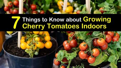 7 Things to Know about Growing Cherry Tomatoes Indoors