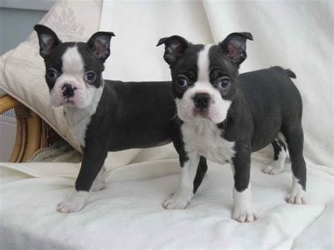 Adopt Boston Terrier Puppies | PETSIDI