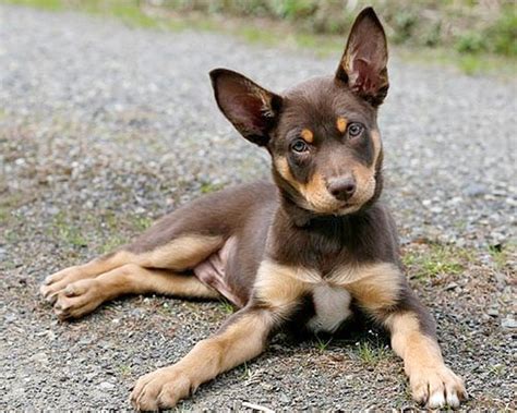 Australian Kelpie Info, Puppies, Mix, Temperament, Pictures