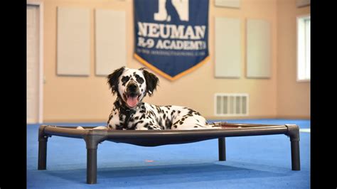 Theo (Long Haired Dalmatian) Boot Camp Dog Training Video Demonstration - YouTube