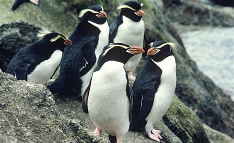 TerraNature | New Zealand ecology - Snares crested penguin Eudyptes ...