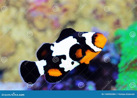 Black Ice Ocellaris Clownfish - Amphriprion Ocellaris Stock Photo ...