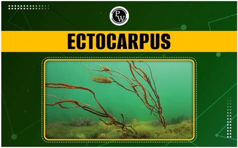 Ectocarpus - Classification, Structure And Reproduction