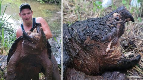 Texas fisherman reels in massive alligator snapping turtle: 'Everything went crazy'