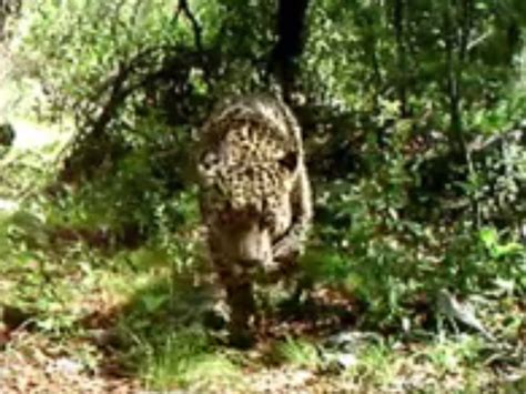 Jaguar spotted roaming Arizona Mountains in rare video | The Independent