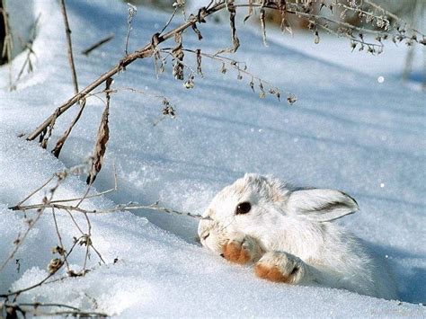 Wild Animals in Snow Wallpapers - Top Free Wild Animals in Snow Backgrounds - WallpaperAccess