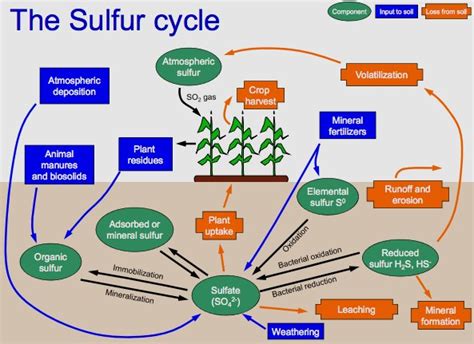 Sulfur cycle Facts for Kids