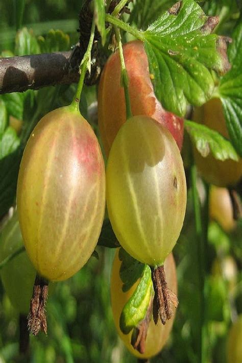 Harvesting Gooseberries: How And When To Harvest Gooseberry Plants ...