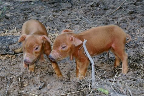 Red Wattle piglets | Pig breeds, Pet pigs, Domestic pig