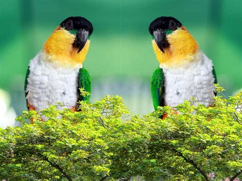 Caique Parrot is relatively Small and Stocky, with Bright Colors