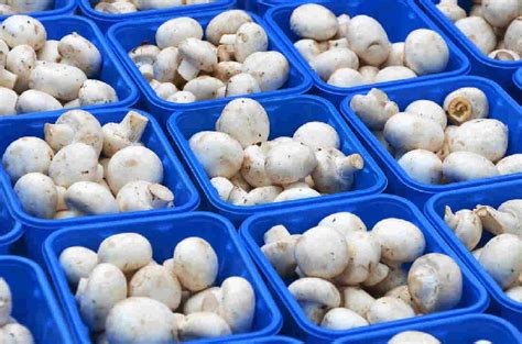 Fresh Chemical Free White Button Mushrooms Exporters in Maharashtra India | ID - 5096089