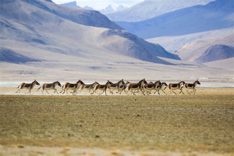 Wildlife in Leh Ladakh, Wildlife Sanctuary, National Park - Swan Tours