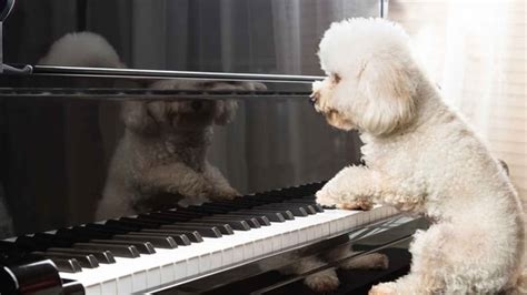 Classical Music Inspired by Dogs: Eight Great Pieces