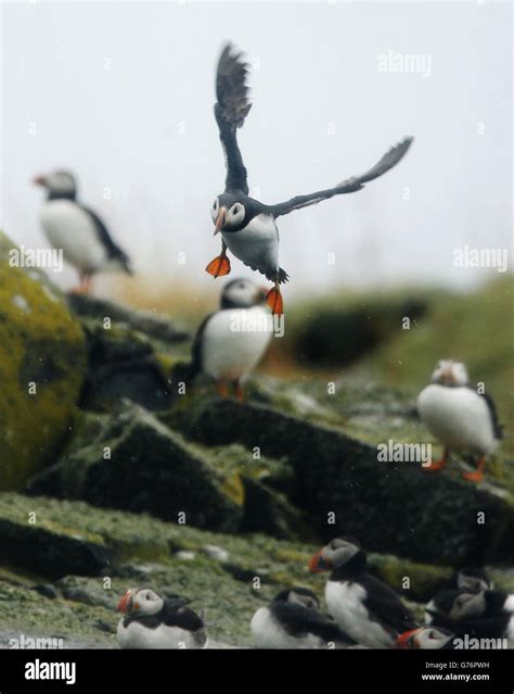 Puffin breeding season Stock Photo - Alamy