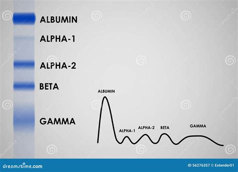 Blood Serum Protein Electrophoresis Stock Vector - Illustration of health, biochemistry: 56276357